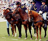 Photo of cavalry soldiers